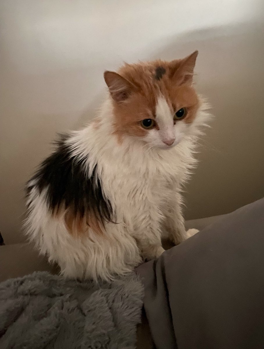 Fluffy calico cat sitting on a couch