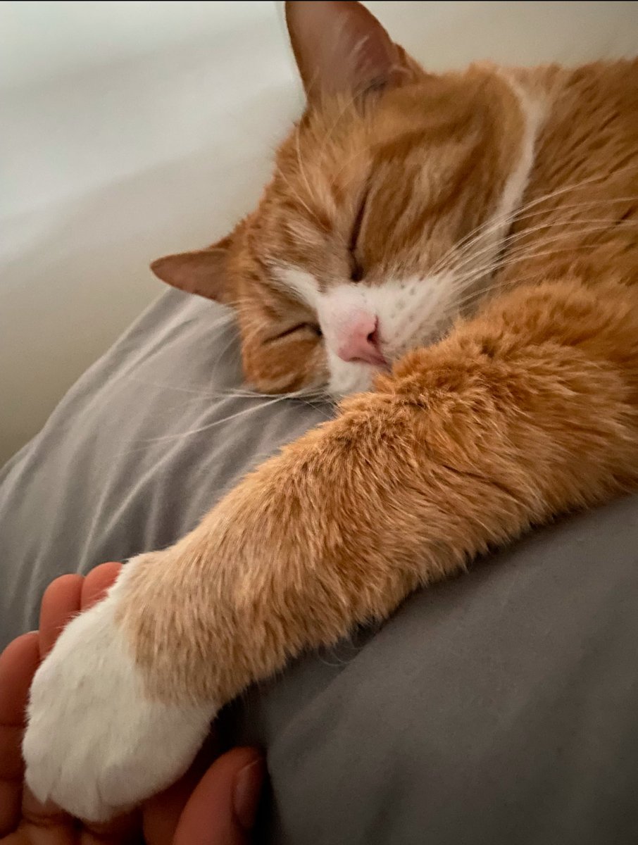 Orange cat asleep, resting its paw in a hand