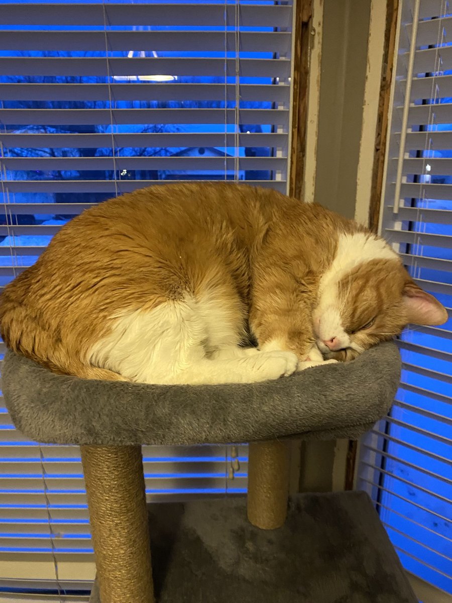 Orange and white cat curled up asleep on a cat tree