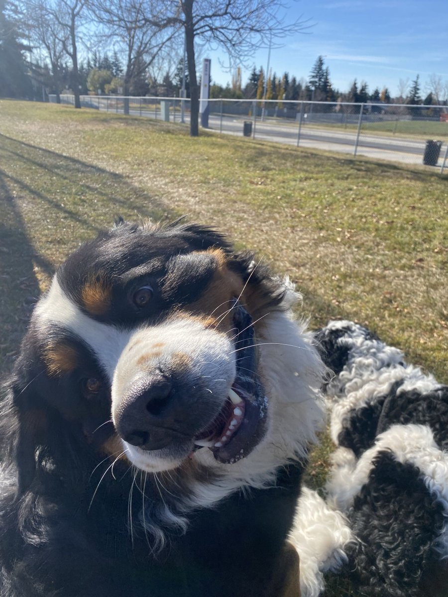 Grinning Bernese mountain dog at the park with a curly-coated friend