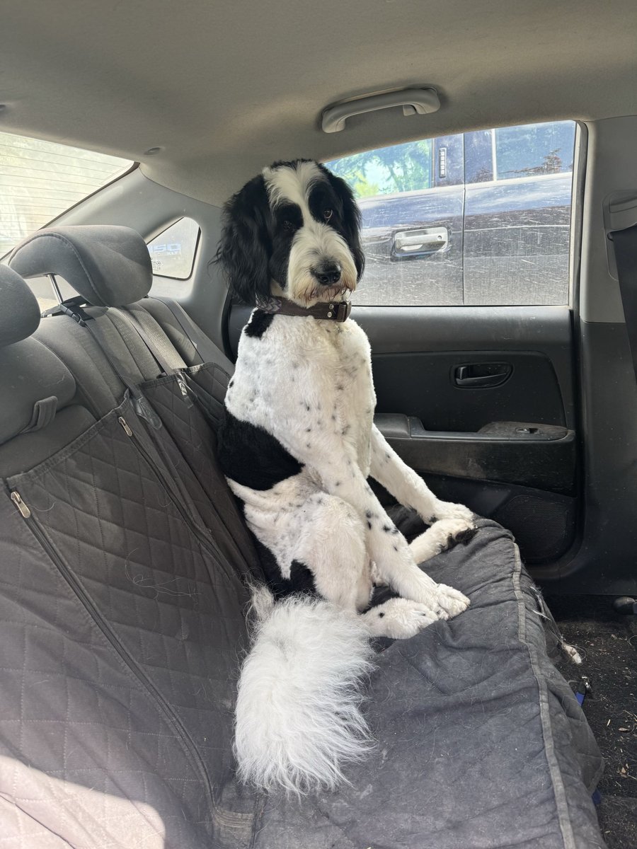 Black and white doodle sitting up on a covered back seat