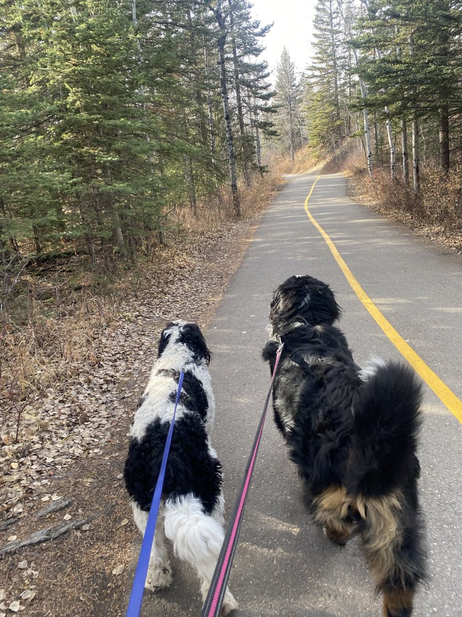 Two fluffy dogs walking on leash down a forest trail